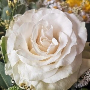 Meet your Posher, Jeannette